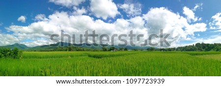 Green rice field with green mountain background and soft white clouds