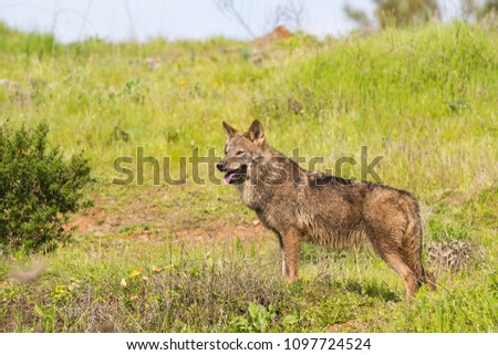 Pajanosas, Sevilla, Spain-March, 10,2017: Wolf Canis lupus in semi-freedom picture taken at Mundopark