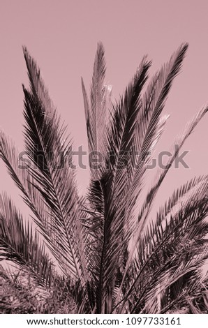minimal tropic concept. leaves of palma (closeup). pink