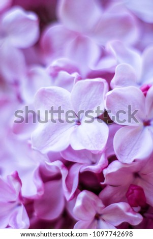 closeup a branch of purple lilac