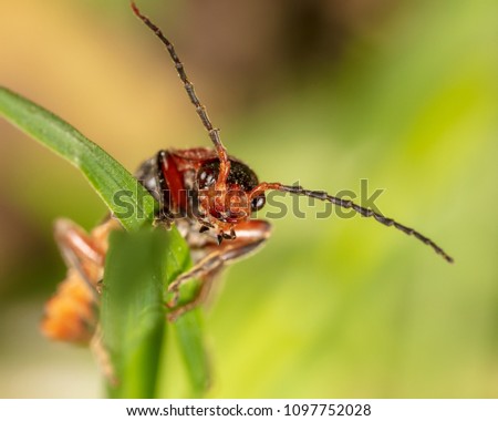 Portrait of a beetle in nature