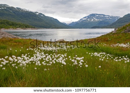 White flowers blossoming on the shore of the calm mountain lake, Ryfylke, Norway