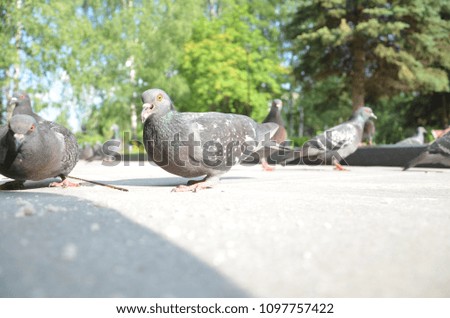 picture of a flying flock of pigeons in Izhevsk