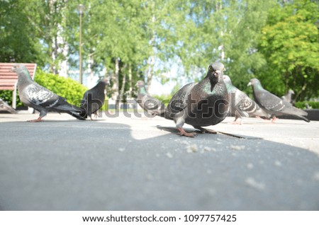 picture of a flying flock of pigeons in Izhevsk