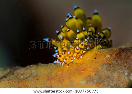 Sea slug Janolus sp. Picture was taken in Anilao, Philippines