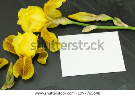 Yellow fresh Rhododendron, azalee on black background with a blank white card for your text. Concept card. 