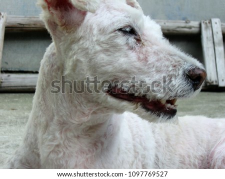 Beautiful white domestic dog lying in your yard, keep things under control and behaves like a real watchdog