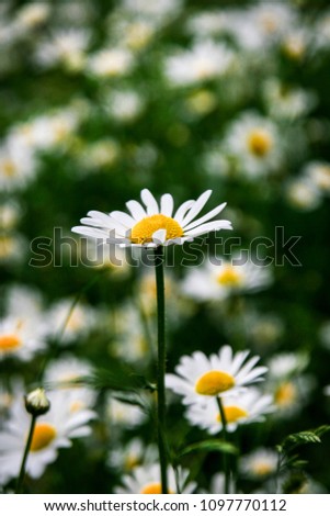 Close-up of a Marguerite blossom. A Marguerite is the focus of the camera in the center of the picture. There are many Marguerite around here that are not in focus.