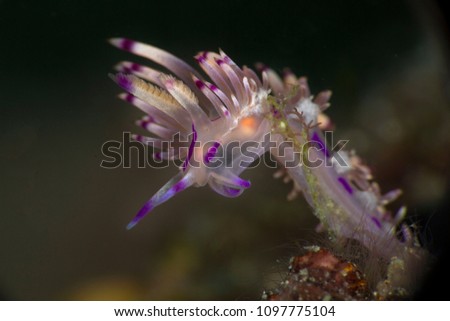 Sea slug Coryphellina rubrolineata. Picture was taken in Anilao, Philippines