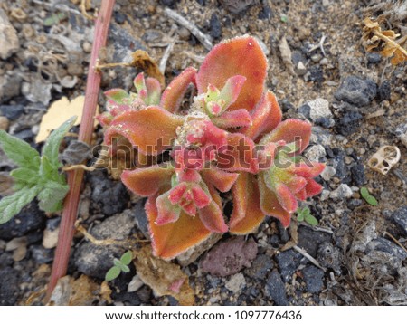 Red leafs desert plant