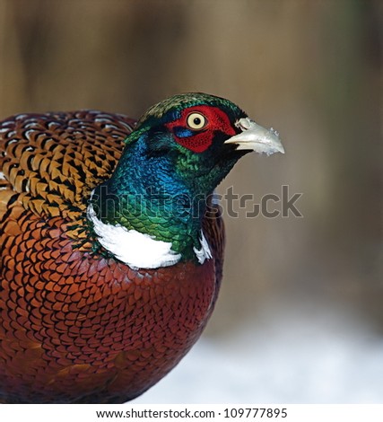 highly detailed portrait / head shot of a rooster Ringneck Pheasant in northern Washington, near the Canadian border; Pacific Northwest wildlife / bird / outdoors / animal / nature
