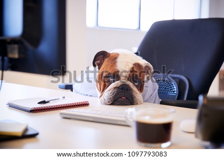 British Bulldog Dressed As Businessman Looking Sad At Desk Royalty-Free Stock Photo #1097793083
