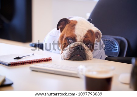 British Bulldog Dressed As Businessman Looking Sad At Desk Royalty-Free Stock Photo #1097793089