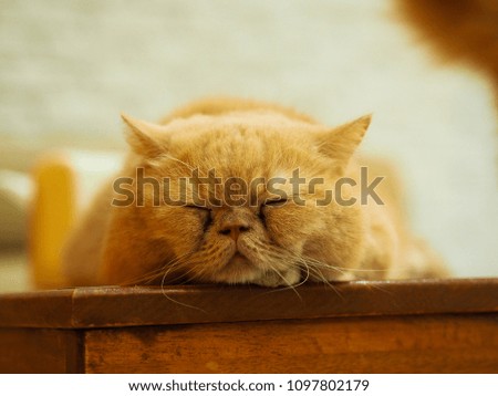 Cat feeling down