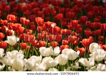
red and white tulips in the park in spring