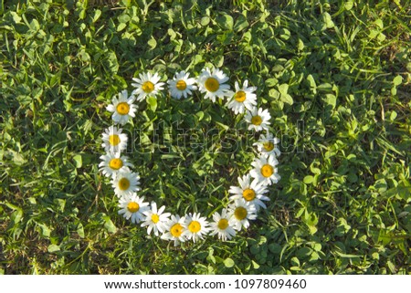 Circle of daisies on a green meadow