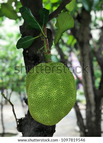 Jackfruit or Artocarpus heterophyllus or Jakfruit or Jack tree produce the fruit.