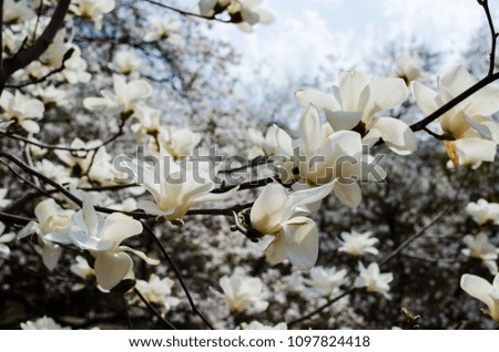 blooming magnolia sky 