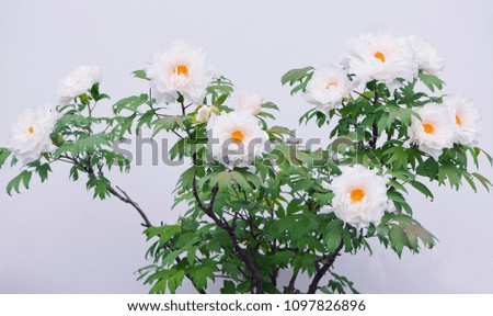 White Tree Peony Flower in Spring