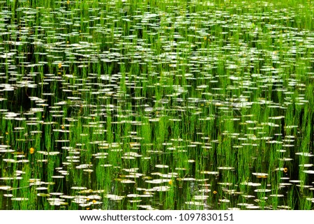 hypnotizing picture with lilies and marsh horsetail on