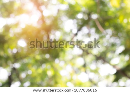 Green leaves in tree top out of focus background from nature. Blurred abstract bokeh with sun flare.