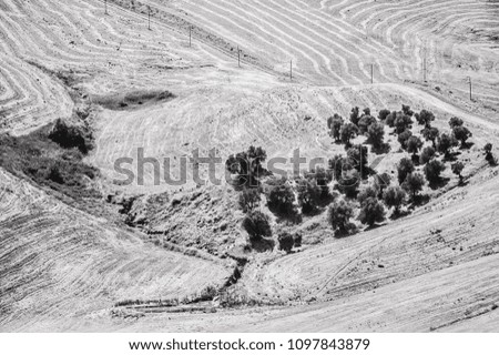 trees in the badlands landscape, desert, desolate land, dry land