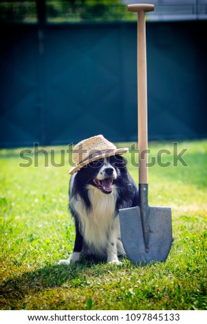 Gardener dog with spade and hat on the garden and farming