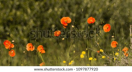 Mainly wild poppies 