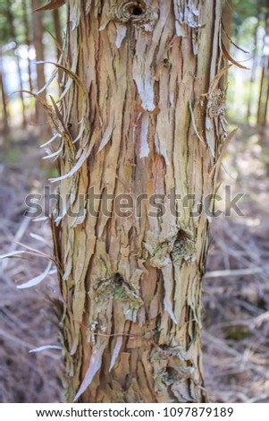 A close up of peeling bark on a tall cedar tree with a long shadow in a dense forest in Canada.