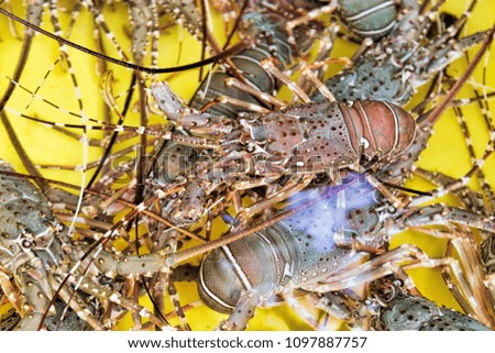 Live lobsters in yellow tank immersed in purified sea water - selectived focus