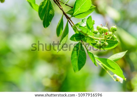 Henna (Lawsonia inermis) ; A colorful inflorescence bouquet, greenish young seeds, together with green leaves at end branch and side by side. close up, natural sunlight.