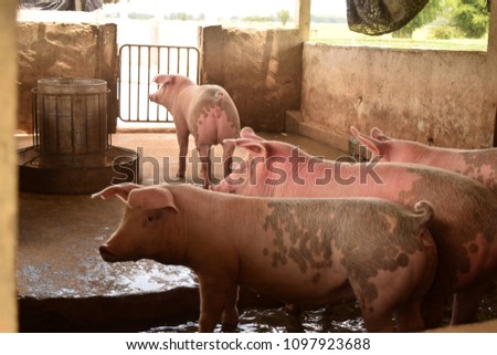 pic show many pigs on the pigsty at local farm in Thailand, livestock concept