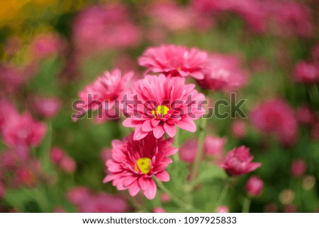 Closeup colorful chrysanthemums  in garden
