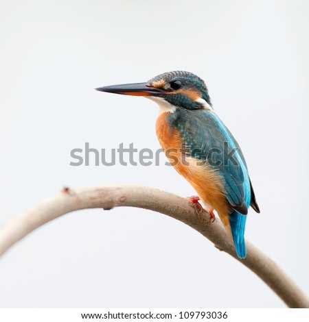 common kingfisher on the white BG Royalty-Free Stock Photo #109793036