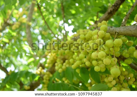 this pic show fresh star gooseberry fruit on tree at garden, fresh fruit concept