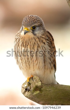 close up picture of kestrel in the wildlife
