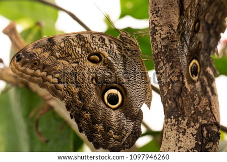 close up picture of tropical camouflaged butterfly.