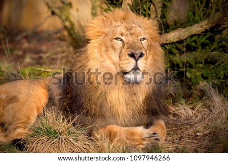 picture of lion relaxing