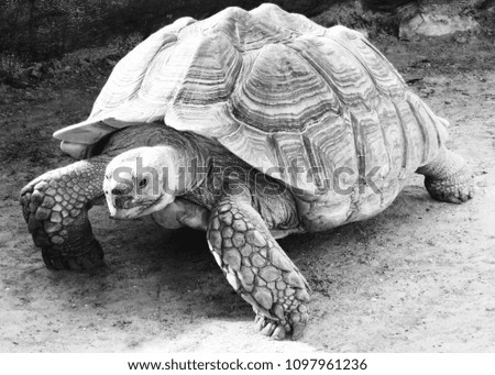 black and white giant turtle tortoise highly detailed image zoo picture 