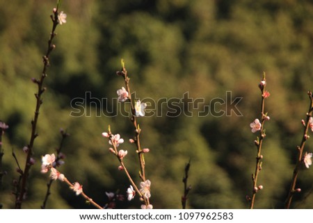 wild himalayan cherry pink flower in the winter time with the skyblue during the coldest day