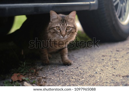 a cat like a tiger under the car is look something like you