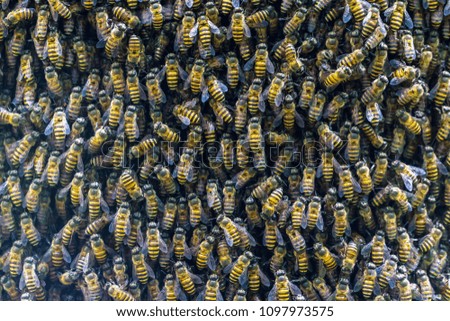 Close up bees swarming on a honeycomb for background.