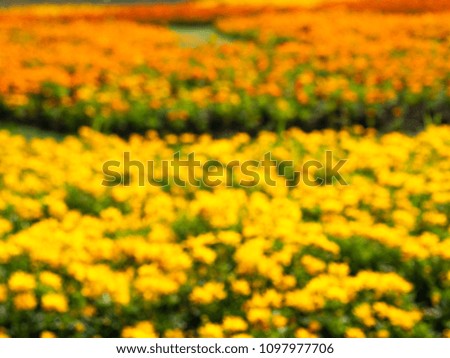 Yellow Mexican Aster (Cosmos bipinnatus Cav) in flower garden, picture blur.