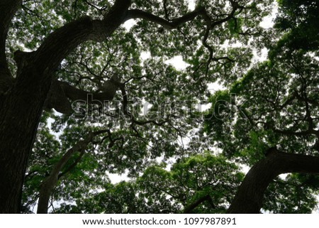 Looking up at big tree, green leaves, blue sky and sunshine on beautiful natural background. Space for text in template. Green background, Tree silhouette on sky. Abstract branch and leaves.