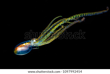 juvenile octopus is swimming to the torch light from boat. in the black water dive, torch light will hang from boat and scuba diver will float and take photo in the middle of the water 