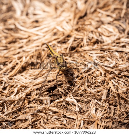 Square close-up photo with big yellow dragonfly. Insect has long transparent wings and big eyes. Bug is perched on the ground covered by dry grass. 