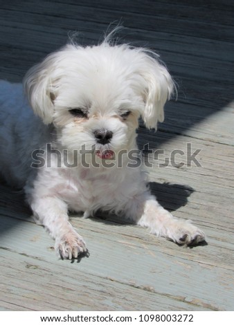 Sleepy white maltese puppy outside on a wooden deck