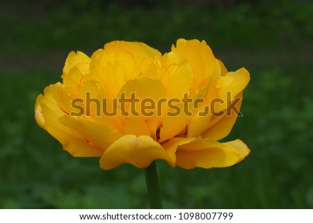 yellow Tulip on green background