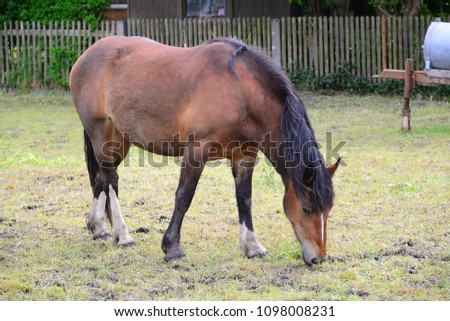 Grass-eating brown horse in the pasture in Bavaria, Germany