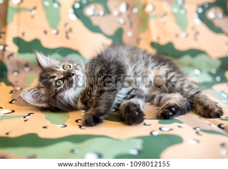 A small lying gray kitten sleeps on the camouflage military cloth, the concept of hunting the army and military affairs, a kitten cute cute pet on a disguise background hackie